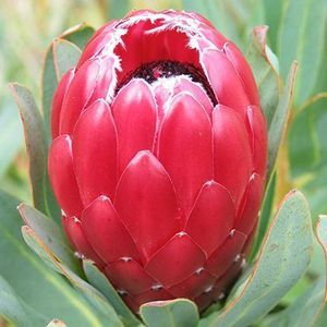 PROTEA ARCTIC ICE 40